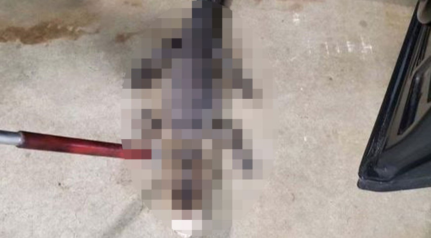 Nereden geldiği sır gibi saklanan yaratık, bölgeyi 2 hafta boyunca kasıp kavurdu. Görüldüğü park kapatılan hayvan sonunda kıskıvrak yakalandı
