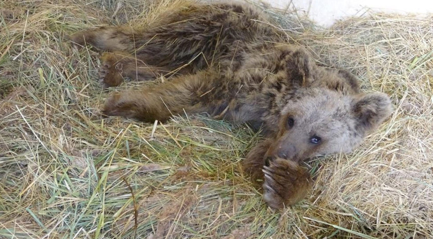 Hakkari'de yaralı halde bulunmuştu. Veteriner hekimler felç kalabilir demişti. İyi haber geldi