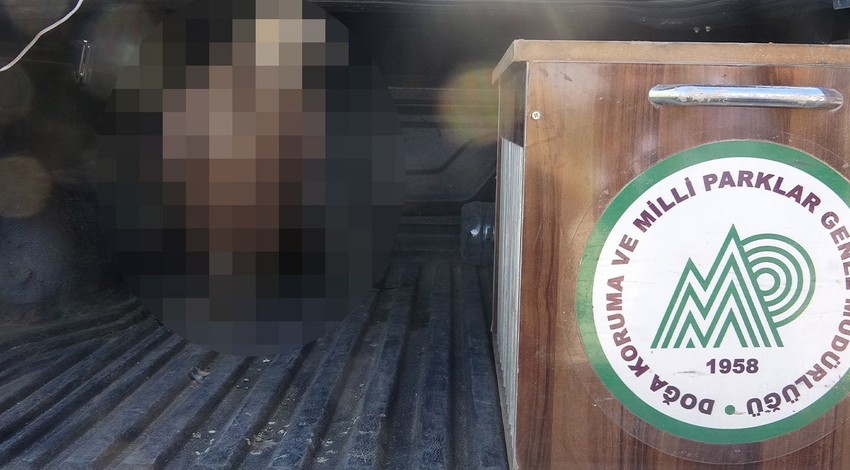 Nesli tükenmekte olan doğanın çöpçüsü, vatandaşlar tarafından ölmek üzereyken bulundu. Tedavi için ekipler hemen yanına koştu