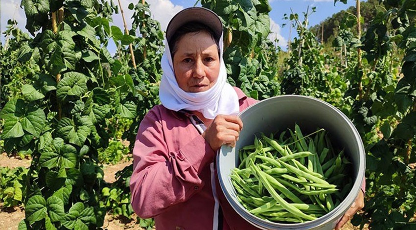Meşhur Çameli fasulyesinde hasat son hızla devam ediyor