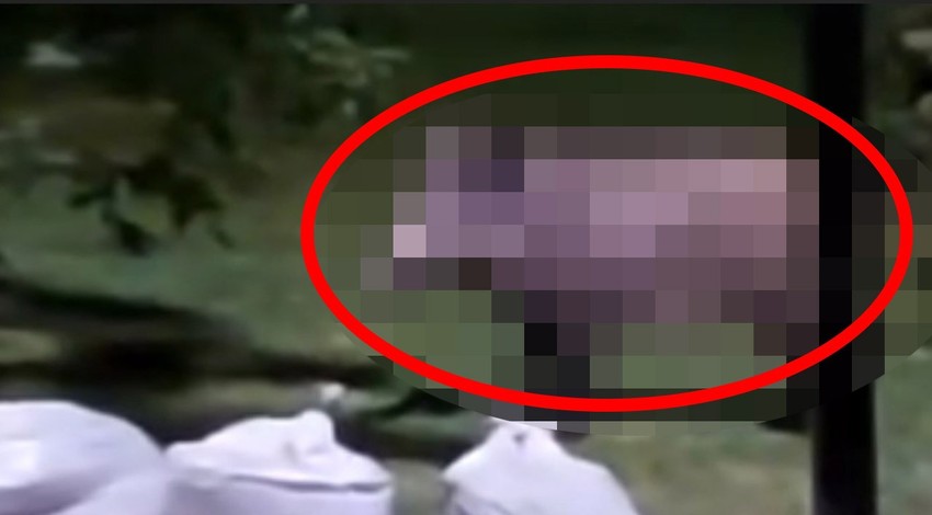 Isparta, Muğla ve Antalya'da görülmesinin ardından bu belliydi zaten... Şimdi de İstanbul'da ortaya çöpte ortaya çıktılar. Hayırlı alamet değil