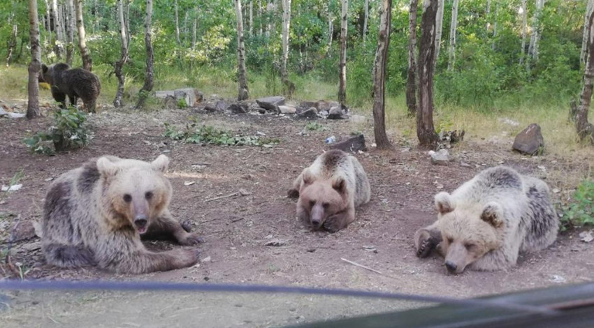 Pikniğe giden vatandaşlara eşlik eden ayılara şeker ikram edildi