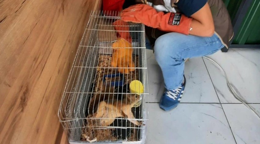 Erzincan'da işyerinde beslenen sincap koruma altına alınarak, doğal yaşama bırakıldı!
