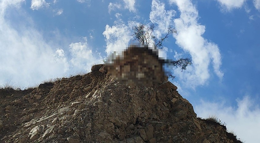 Kırmızı listede ismi geçen tür, Erzurum'da kayalıklarda görüldü. Sürü halinde gezen tür, kısa süre sonra gözden kayboldu
