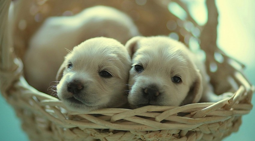 Yavru köpeği öldüren sanık yargılanıyor