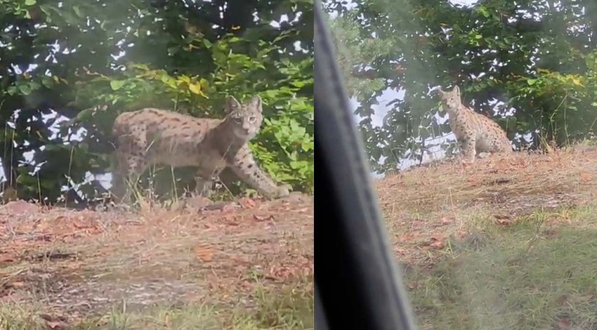 Tokat'ta ortaya çıkan yaratığı görenler şaşkına döndü
