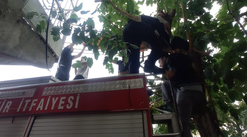 Yaşlı adam kediyi kurtarmak için ağaca çıktı, kendi mahsur kaldı!