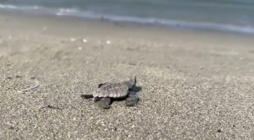 Gökçeada’da bulunan caretta caretta yuvası koruma altına alındı, 9 gün süren hummalı çalışmalar sonucunda carettalar deniz ile buluşturuldu