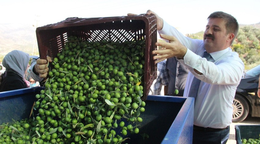 15 bin ton zeytin üretimi gerçekleşen Karaman'da hasat güzel başladı, üretici mutlu