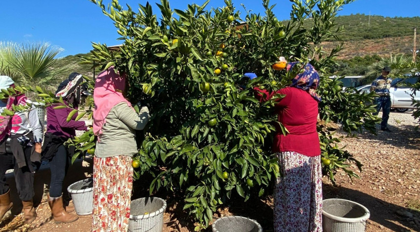 Muğla'da C vitamini deposu narenciyelerin hasadı başladı, soğuk algınlığına karşı doğal panzehir mandalina için  500 milyon dolar ihracat hedefleniyor!