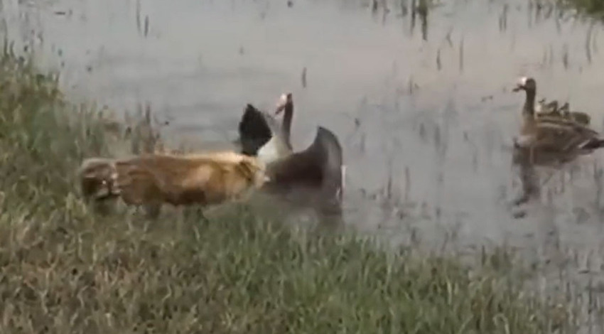 Doğanın en tehlikeli avcısı, yavrularını yemek için bir annenin karşısına dikildi. Ama anne bir anda dünyadaki en güçlü canlı oldu