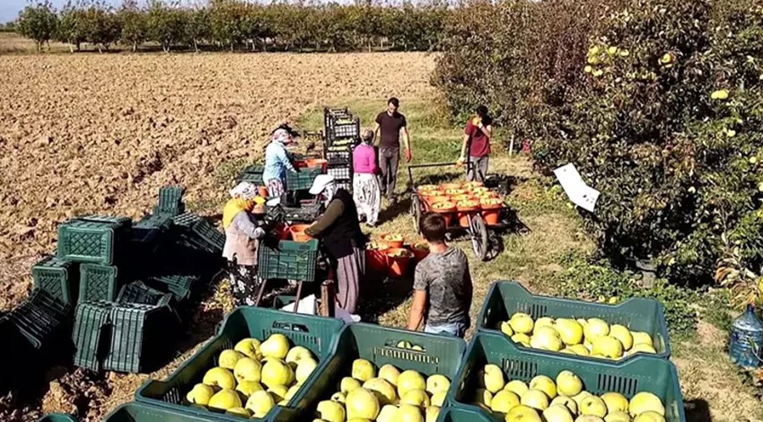 Çiftçinin yüzü deveci armuduyla güldü! Hasat heyecanı ve yüksek fiyat cepleri dolduracak