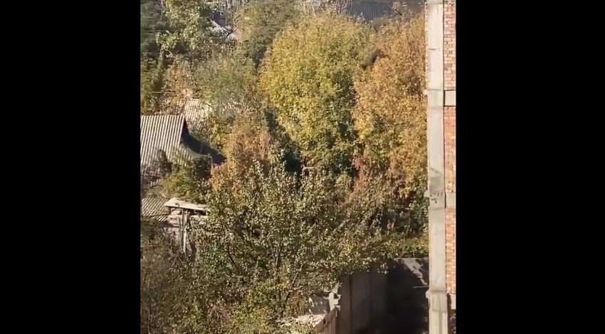 5 katlı binadan atlayan canlı, normal şekilde yürümeye devam etti! Sosyal medyada yayılan video herkesi şaşkına çevirdi