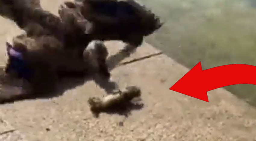 Doğanın neresinde olursa olsun anne annedir. Zordayken yardımımıza hemen o koşar. Yavrusunu çaresiz bırakmadı