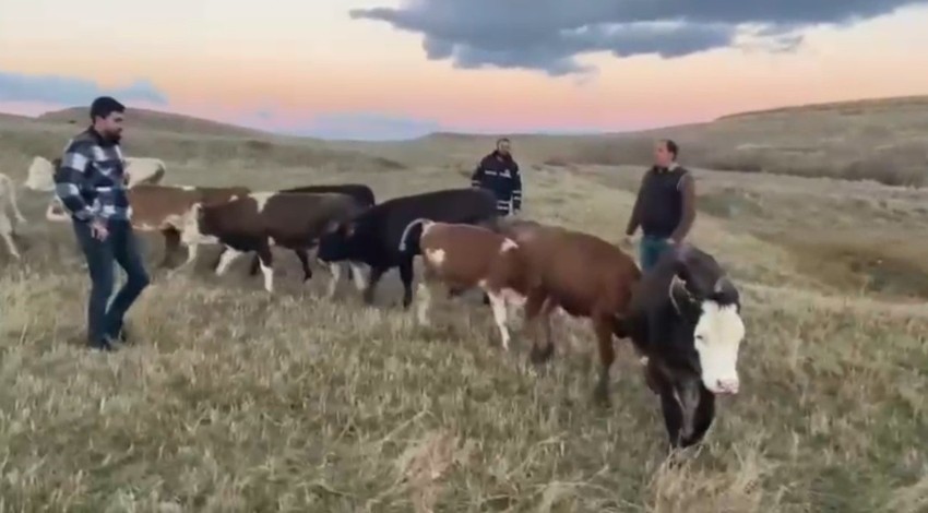 Kars’ta hayvan hırsızlarına operasyon: 2 kişi yakalandı