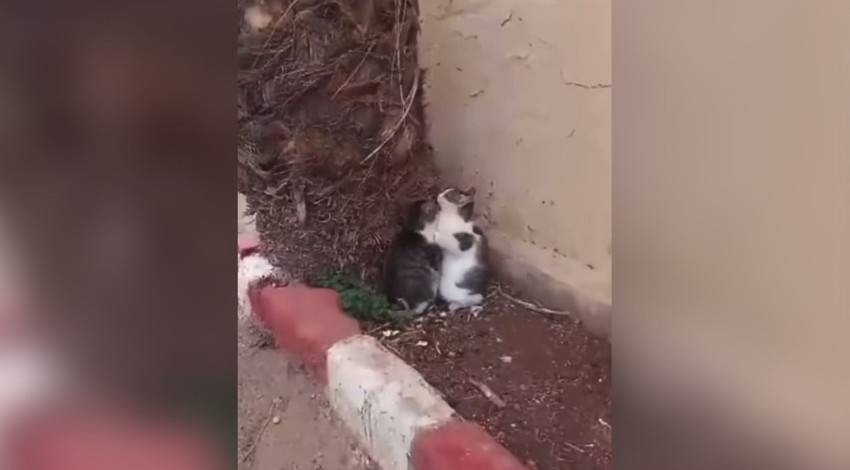 Gazze'deki çatışmalardan etkilenen iki kedi korkudan birbirine sığındı!