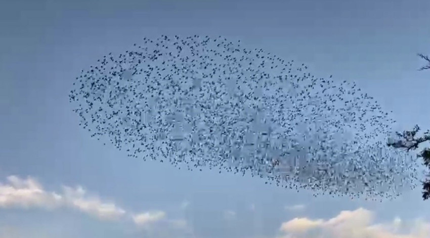 Dakikalarca gökyüzünde ahenkle dans ettiler, başını gökyüzüne kaldıran herkes onları gördü!