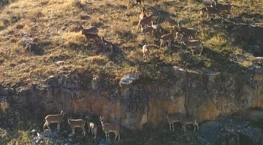 Elazığ'da 9 milyon yıllık kanyonda müthiş manzara. Doğanın öz evlatları her yere sürü halinde dağılmışlardı