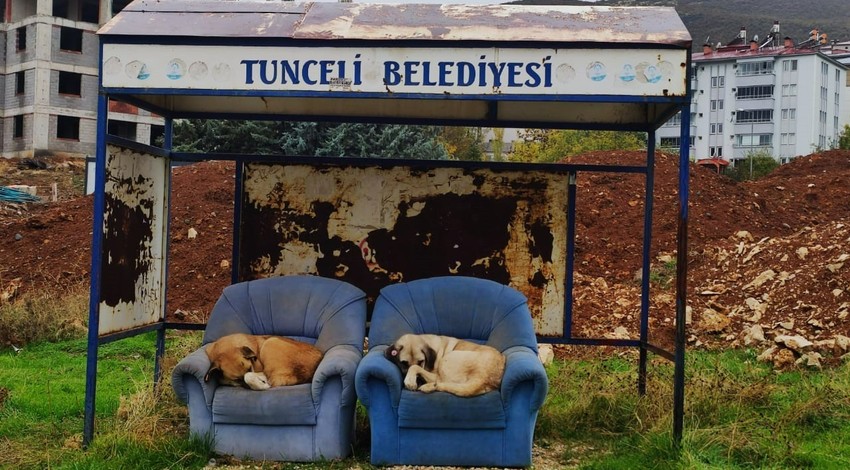 Soğuktan kaçan sokak köpekleri çareyi otobüs durağına sığınmakta buldu