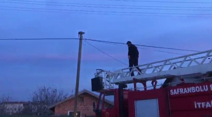 Sahipsiz sürü tüm köy boyunca onu kovaladı, o da çareyi elektrik direğine tırmanmakta buldu. Kimse kurtaramayınca itfaiye ekipleri kurtardı