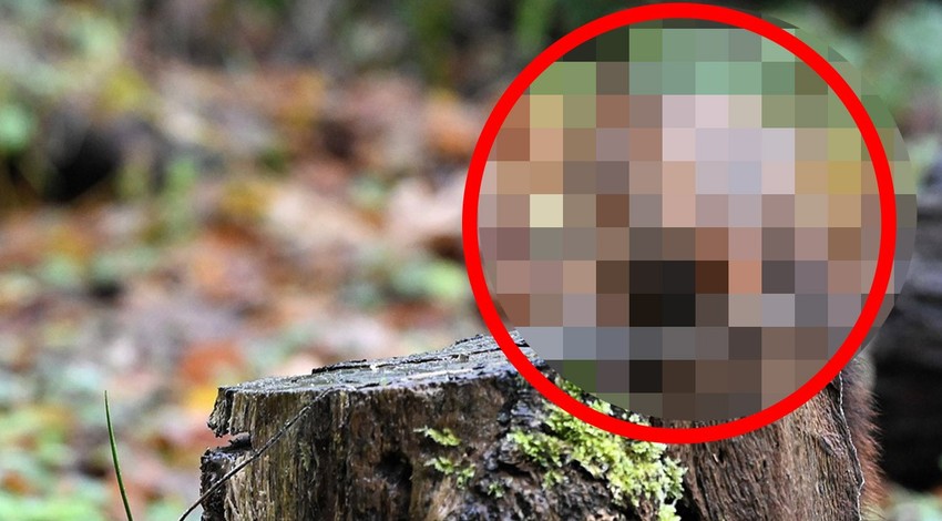 Dünyada bir canlı daha hafiften yok olmaya başladı. Araştırmacıların raporlarında ortaya çıktı. Böyle böyle kötüye gidiyoruz