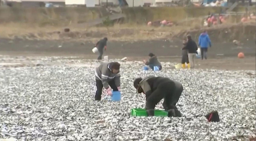 Dünya neye uğradığını şaşırdı. Balıkçılar dehşete düştü. Tam 1.200 ton balık her yeri kapladı, kovasını alan koştu