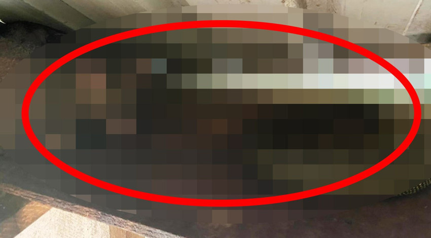 Doğada hiç alışılmadık bir fotoğraf çekildi. O canlı normalde kendisini ham diye yutacak hayvanın yanında duruyordu