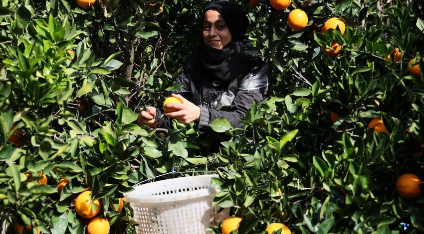 Adana'da yetişiyor dünyanın dört bir yanına gönderiliyor