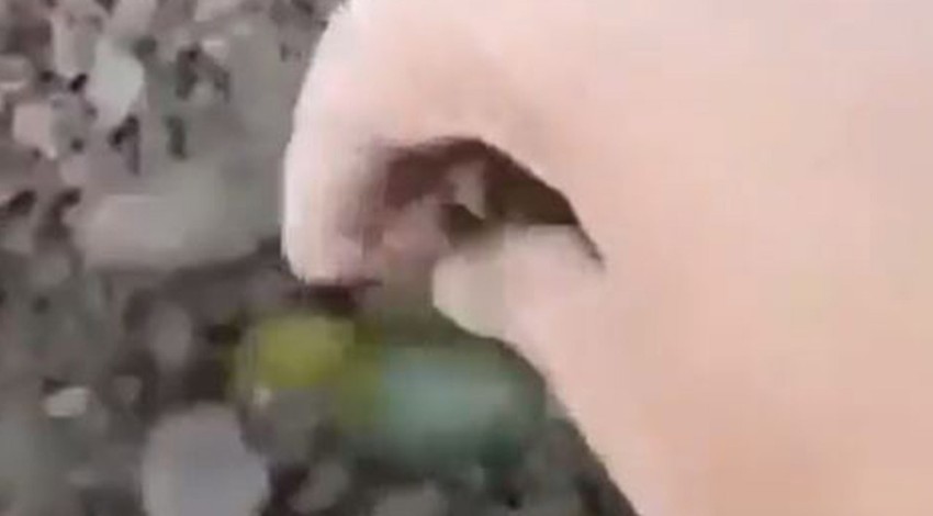 Doğadan bu sefer hıçkıra hıçkıra ağlatan video geldi. Eşi ölünce kalbi dayanamadı baş ucunda öldü. 2'si bir toprağa gömüldüler