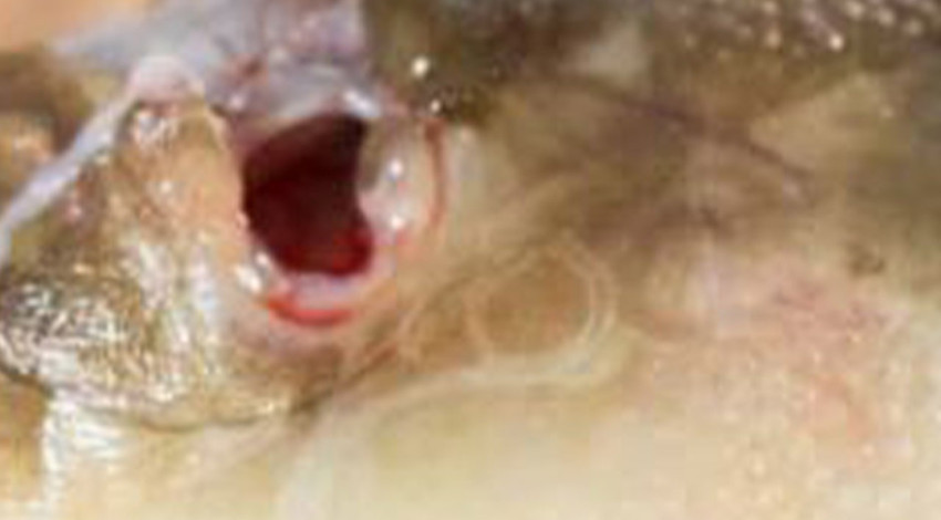 Marmara'da Kocaeli, Yalova, İstanbul, Düzce ve Sakarya'ya girecek diye korkuyorduk. Tam 500 tanesi peşe peşe gelmiş. Büyük tehlike