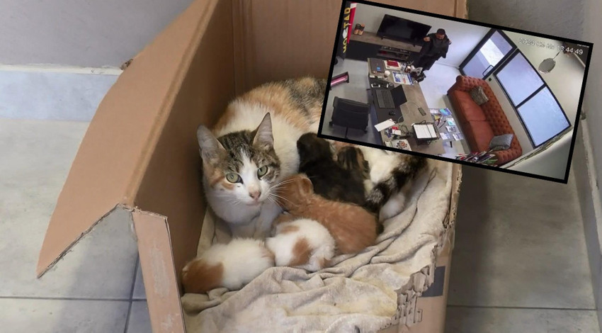 Tavandaki lamba boşluğundan yavru kediler düştü! Ceketiyle tutmaya çalıştı