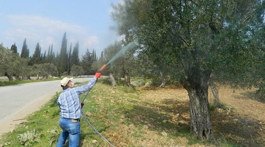 Çiftçiler için önemli uyarı! Zeytin ağaçlarının iliğini kanını tüketen riskli hastalık için ilaçlama uyarısı geldi