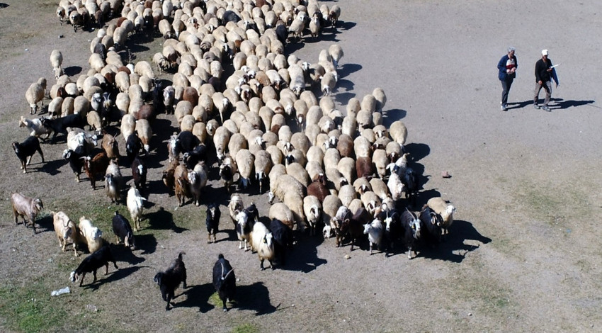 Besicilerin zorlu kış mücadelesi son buldu, şimdi önümüz bahar... Havalar ısındı meralar yeşillendi sürüler meralarda güneşlenmeye başladı