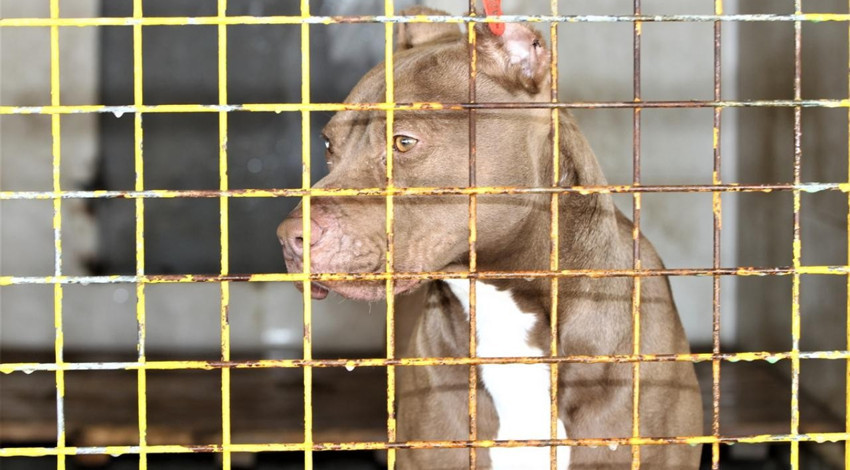 ABD’de Cane Corso ve pitbul cinsi 4 köpek bir kişiye saldırdı