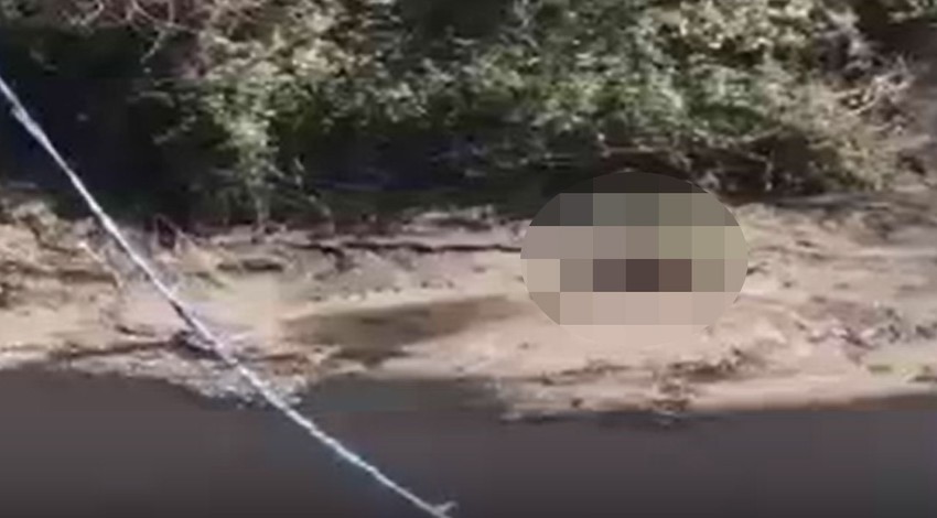 Nesli tükenme tehlikesi ile burun buruna ama onun keyfi Türkiye'de yerinde! Şırnak'ta görüntülenen ender canlı önce yüzdü sonra yürüyüş yaptı