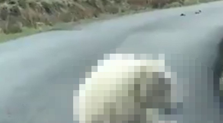 Yolda onları gören sürücü hemen frene bastı dakikalarca bekledi! Annelerini emmeye asla ara vermediler... Manzara gözleri dolduran cinstenn.