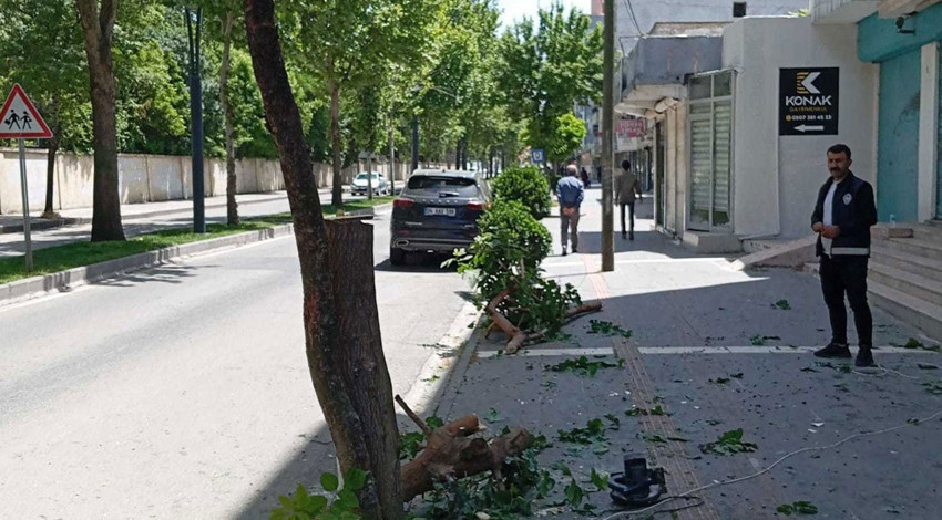 Batman'da ağaç kesen vatandaşa, para cezası yerine fidan hibe etme cezası verildi