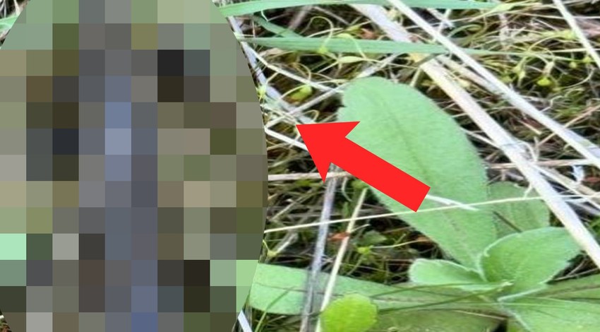 Elazığ'da yeşil çimlerin arasında görüldü. Anadolu'da fellik fellik aranıyordu