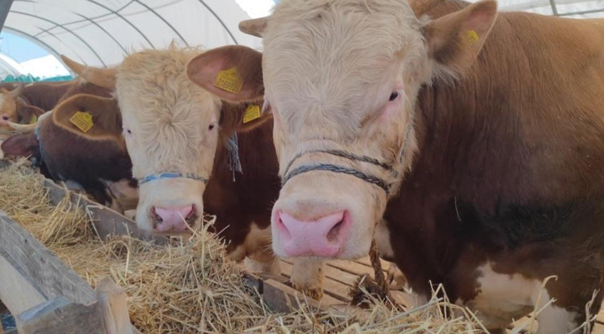 Gece yarısından itibaren İstanbul'a giriş yapmışlardı! Kurbanlıklar pazarlara indi!