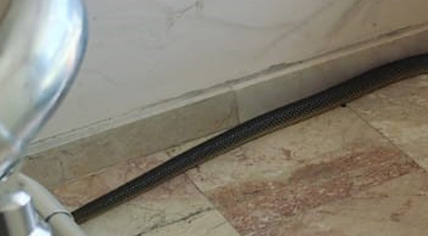 Doğanın içinden kıvrıla kıvrıla şehre kadar geldi! Afyonkarahisar’da bir apartmanın içinde ortaya çıkan vahşi canlı panik yarattı... Senin burada ne işin var