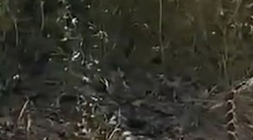 Çanakkale'de görüntülenen vahşi hayvanların inanılmaz tangosu! Havalar ısındı onların zamanı geldi... O anlar anbean kayda alındı