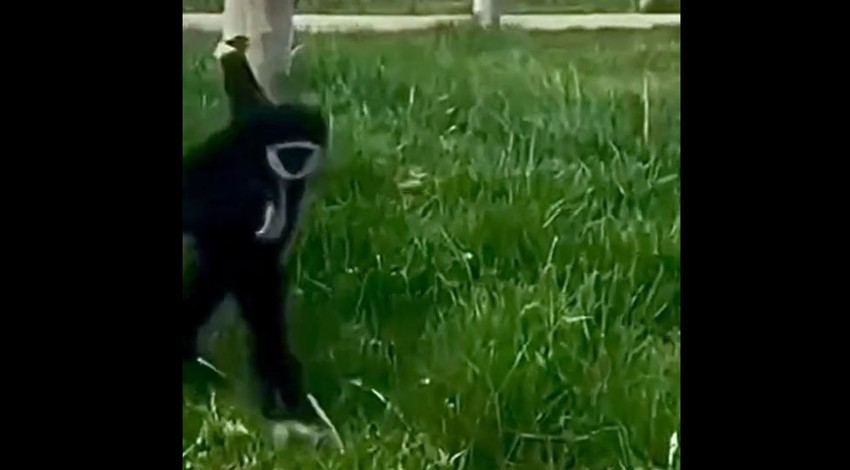 Hayvanat bahçesinde ilk defa görünce hareket eden canlıya doğru koştu. Hem merak etti hem korktu... Tepkisi saniye saniye kayda alındı