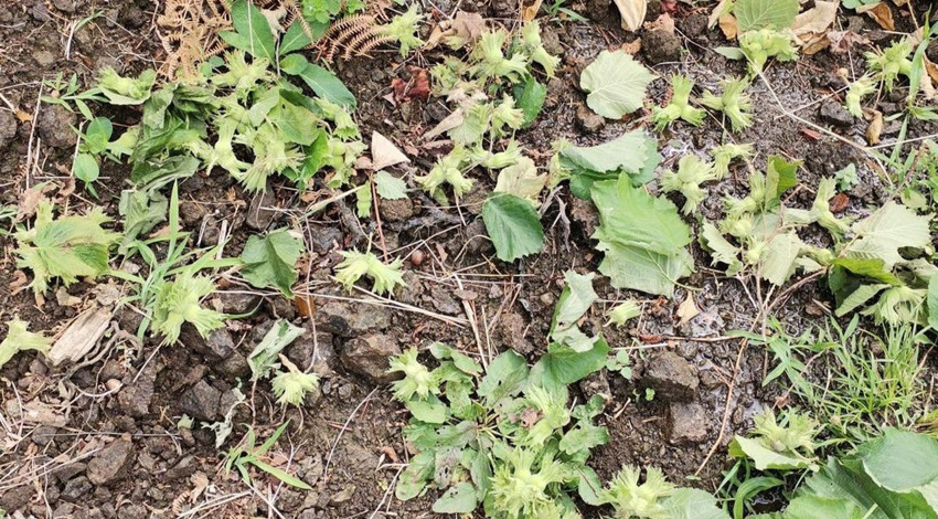 Samsun'da etkili olan şiddetli fırtına fındık bahçelerini vurdu! Hasar tespiti çalışmaları başlatıldı