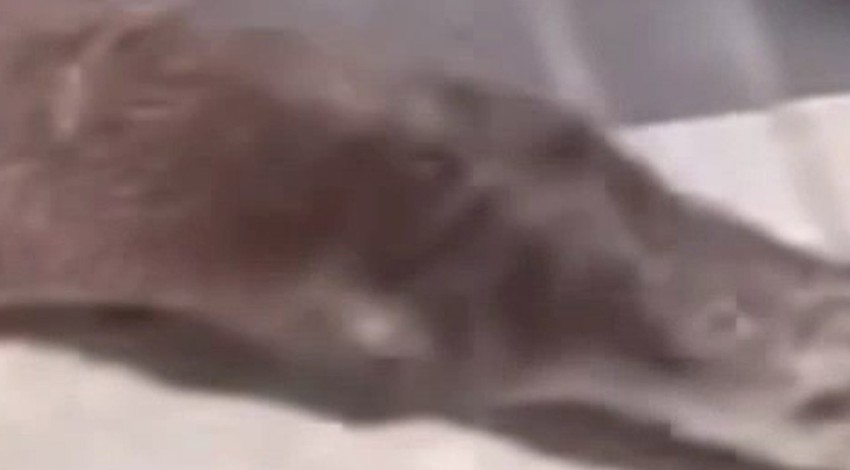 Doğada özel koruması olan hayvan, İstanbul'da ortaya çıktı.  1 ayağı kırıktı. Korkudan insanların arasına daldı