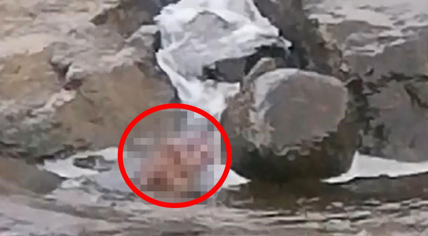 Samsun'da sahilde yürüyüş yapan vatandaşlar görünce hemen kayda aldı. Sucul ekosistemlerin en önemli parçasından olan nadir canlı, denizde avlanırken görüldü