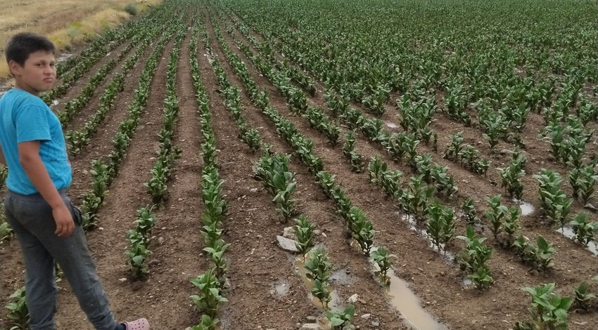 Denizli'de çiftçiler 4 aydır bunu bekliyordu, tam umutlarını kaybedeceklerdi ki bir anda geldi. Çiftçinin yüzü aylar sonra güldü
