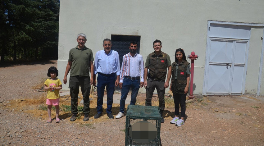 Malatya'da bir vatandaş tarafından yaralı halde bulundu. Doğa Koruma ve Milli Parklar Müdürlüğü'ne teslim edildi