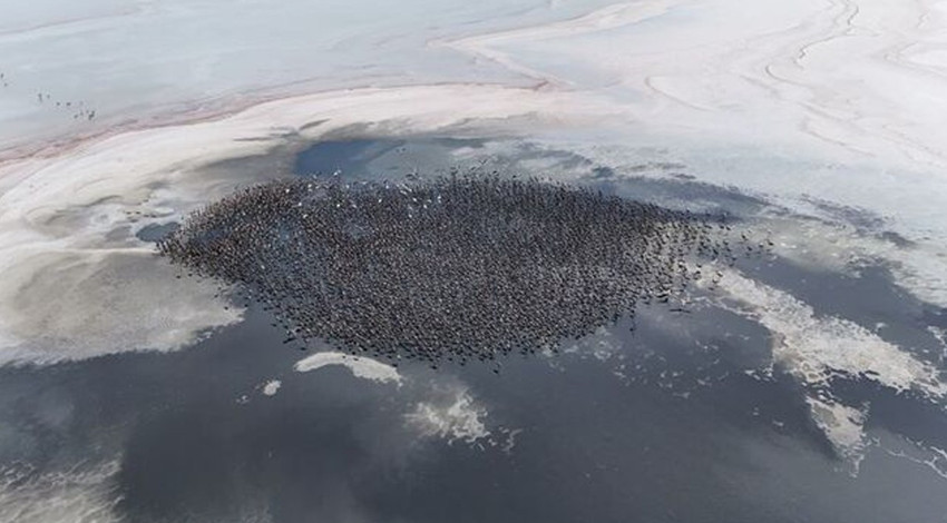 Tuz Gölü bebek flamingolara ev sahipliği yapıyor! 4 bin 300 flamingo yumurtadan çıktı