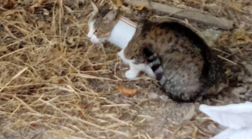 Kafası plastik boruya sıkışan kediye itfaiye ekiplerinden yardım eli