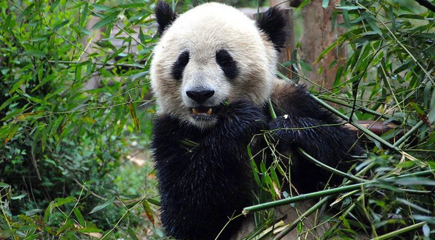 Çin'in kuzeybatısında iyi korunmuş dev panda fosili bulundu